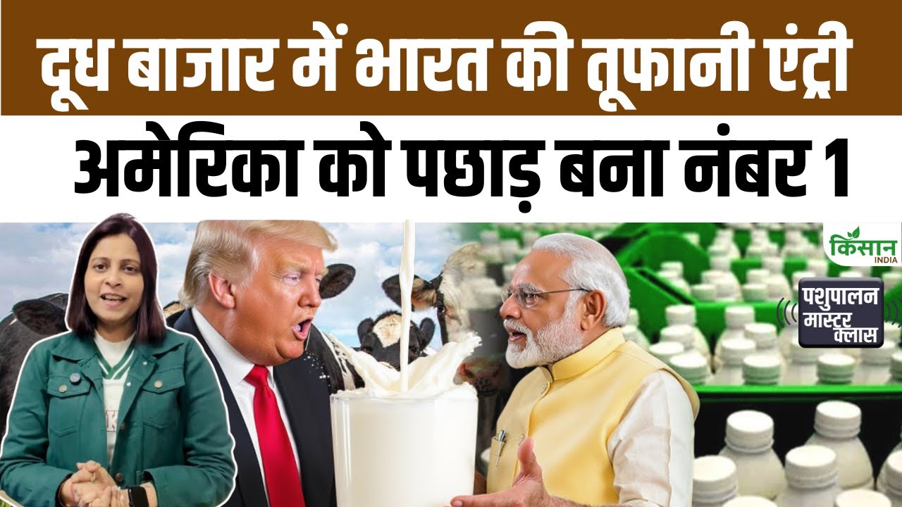 India Becomes World Number One Milk Producer With Record Production From Cows Surpassing America And China