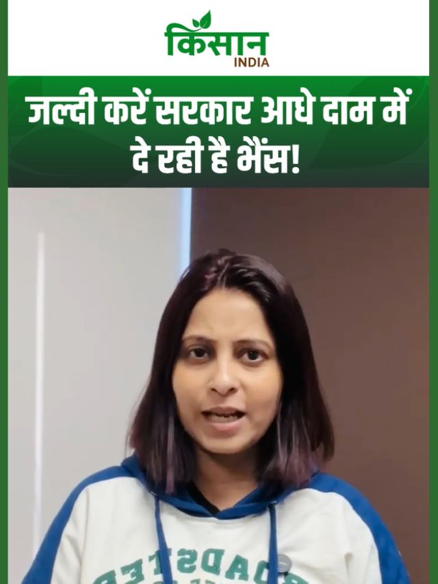 Buffalo Farming: इस नस्ल की भैंस पालें, नहीं होगी दूध की कमी, हर महीने होगी इतनी कमाई