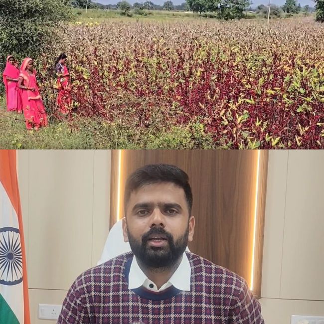 safflower farming in khandwa madhya pradesh
