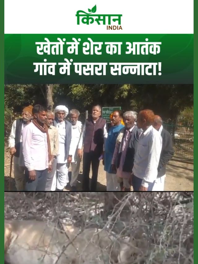 खेतों में बाघ का खौफ, डर के साये में जी रहे किसान, घंटी बजाकर सरकार से लगा रहे गुहार