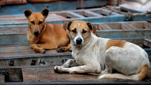 तेलंगाना में एक हफ्ते में 500 से ज्यादा कुत्तों का कत्लेआम, एक वादा बना मौत की वजह