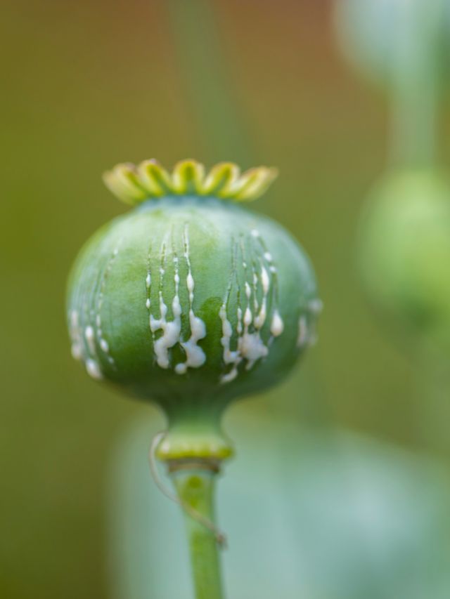 Afeem Ki Kheti: लाइसेंस से लेकर नियम तक, जानें सब कुछ!