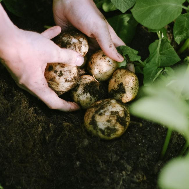 Ghar Par Aloo Kaise Uga Sakte Hain