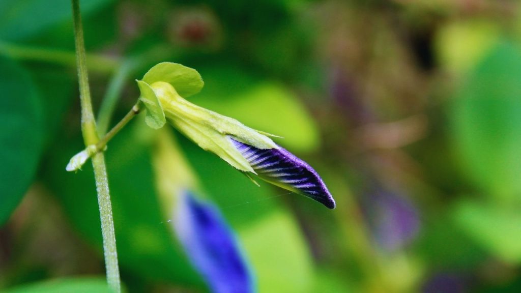 अपराजिता के पौधे को हर दिन कम से कम 4-5 घंटे प्रत्यक्ष धूप मिलने की आवश्यकता होती है. पर्याप्त धूप मिलने से पौधा स्वस्थ रहता है, पत्तियों की हरी रंगत बनी रहती है और फूलों की कलियों का विकास सही समय पर होता है. अपराजिता के पौधे को हर दिन कम से कम 4-5 घंटे प्रत्यक्ष धूप मिलने की आवश्यकता होती है. पर्याप्त धूप मिलने से पौधा स्वस्थ रहता है, पत्तियों की हरी रंगत बनी रहती है और फूलों की कलियों का विकास सही समय पर होता है.