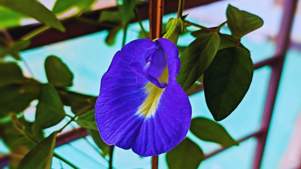 सर्दियों में तापमान बहुत गिर जाता है, जिससे जड़ों और मिट्टी में ठंड का असर सीधे पड़ता है. अपराजिता के पौधे की जड़ों को सुरक्षित रखने के लिए पौधे के चारों ओर 3-5 इंच मोटी मल्च की परत लगाएं. मल्चिंग न केवल मिट्टी में नमी बनाए रखती है, बल्कि जड़ों को पर्याप्त गर्मी भी देती है. सर्दियों में तापमान बहुत गिर जाता है, जिससे जड़ों और मिट्टी में ठंड का असर सीधे पड़ता है. अपराजिता के पौधे की जड़ों को सुरक्षित रखने के लिए पौधे के चारों ओर 3-5 इंच मोटी मल्च की परत लगाएं. मल्चिंग न केवल मिट्टी में नमी बनाए रखती है, बल्कि जड़ों को पर्याप्त गर्मी भी देती है.