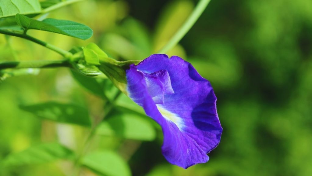 अपराजिता का पौधा फैलता है और इसके पत्ते और तने काफी विस्तृत होते हैं. इसलिए इसे बड़े गमले में लगाना सबसे बेहतर रहता है. बड़े गमले में पौधों की जड़ें आसानी से फैल सकती हैं, जिससे पौधा सही तरीके से बढ़ता है और पौधे की ग्रोथ बाधित नहीं होती. अपराजिता का पौधा फैलता है और इसके पत्ते और तने काफी विस्तृत होते हैं. इसलिए इसे बड़े गमले में लगाना सबसे बेहतर रहता है. बड़े गमले में पौधों की जड़ें आसानी से फैल सकती हैं, जिससे पौधा सही तरीके से बढ़ता है और पौधे की ग्रोथ बाधित नहीं होती.