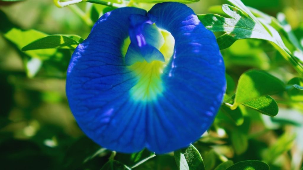 सर्दियों में ठंडी हवा सीधे पौधों पर पड़ने से पत्तियां पीली पड़ सकती हैं और तने कमजोर हो जाते हैं. अपराजिता को ठंडी हवा से बचाने के लिए इसे घर के अंदर रखें या किसी शेड के नीचे रखें. अगर पौधा बाल्कनी या खुले गार्डन में है, तो उसके चारों ओर जूट का ढकाव या हरी मोटी चादर लगाकर हवा से सुरक्षा दी जा सकती है. सर्दियों में ठंडी हवा सीधे पौधों पर पड़ने से पत्तियां पीली पड़ सकती हैं और तने कमजोर हो जाते हैं. अपराजिता को ठंडी हवा से बचाने के लिए इसे घर के अंदर रखें या किसी शेड के नीचे रखें. अगर पौधा बाल्कनी या खुले गार्डन में है, तो उसके चारों ओर जूट का ढकाव या हरी मोटी चादर लगाकर हवा से सुरक्षा दी जा सकती है.