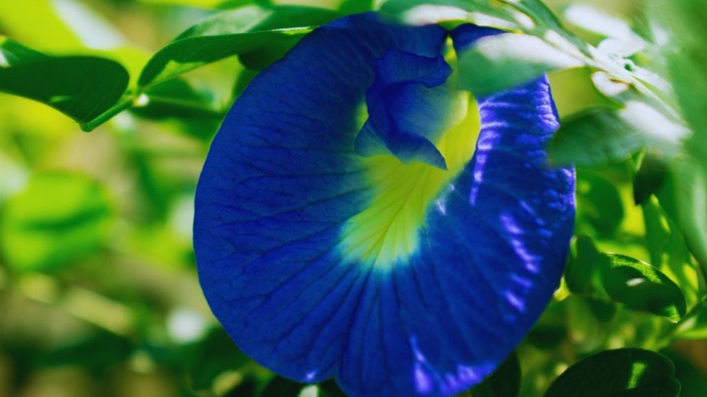 पीला पड़ रहा है अपराजिता का पौधा? आज से ही शुरू करें ये काम, फूल-पत्तीयों से खिल उठेगा पौघा!