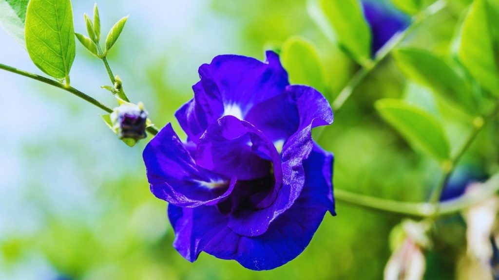 अपराजिता के फूल और पत्तियां बहुत नाज़ुक होती हैं. सर्दियों में पौधे की पत्तियों का पीला पड़ना, मुरझाना या कलियों का न निकलना आम समस्या है. इसके लिए समय-समय पर पौधे को निरीक्षण करें, रोग और कीटों से बचाव करें और जरूरी हो तो जैविक कीटनाशक का इस्तेमाल करें. अपराजिता के फूल और पत्तियां बहुत नाज़ुक होती हैं. सर्दियों में पौधे की पत्तियों का पीला पड़ना, मुरझाना या कलियों का न निकलना आम समस्या है. इसके लिए समय-समय पर पौधे को निरीक्षण करें, रोग और कीटों से बचाव करें और जरूरी हो तो जैविक कीटनाशक का इस्तेमाल करें.