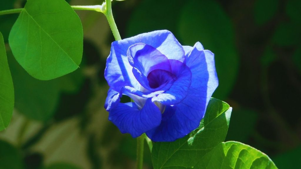 सर्दियों में अपराजिता का पौधा सुप्त अवस्था में चला जाता है, यानी उसका विकास धीमा हो जाता है. इस दौरान नियमित रूप से हल्की नमी बनाए रखना जरूरी है, लेकिन अधिक पानी देने से जड़ें सड़ सकती हैं. मिट्टी न तो सूखी हो और न ही पानी जमा हो. सर्दियों में अपराजिता का पौधा सुप्त अवस्था में चला जाता है, यानी उसका विकास धीमा हो जाता है. इस दौरान नियमित रूप से हल्की नमी बनाए रखना जरूरी है, लेकिन अधिक पानी देने से जड़ें सड़ सकती हैं. मिट्टी न तो सूखी हो और न ही पानी जमा हो.