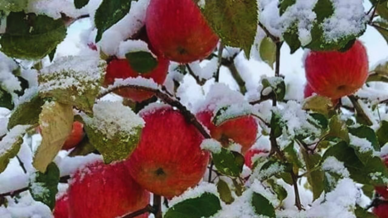 Himachal Pradesh Apple Farming January Snow Benefits For Crops Farmers Income Seb Ki Kheti