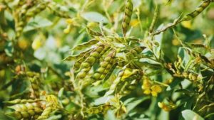 Arhar Ki Kheti: अरहर की फसल में फैल रहा खतरनाक फल भेदक कीट और विल्ट रोग! समय रहते करें ये उपाय