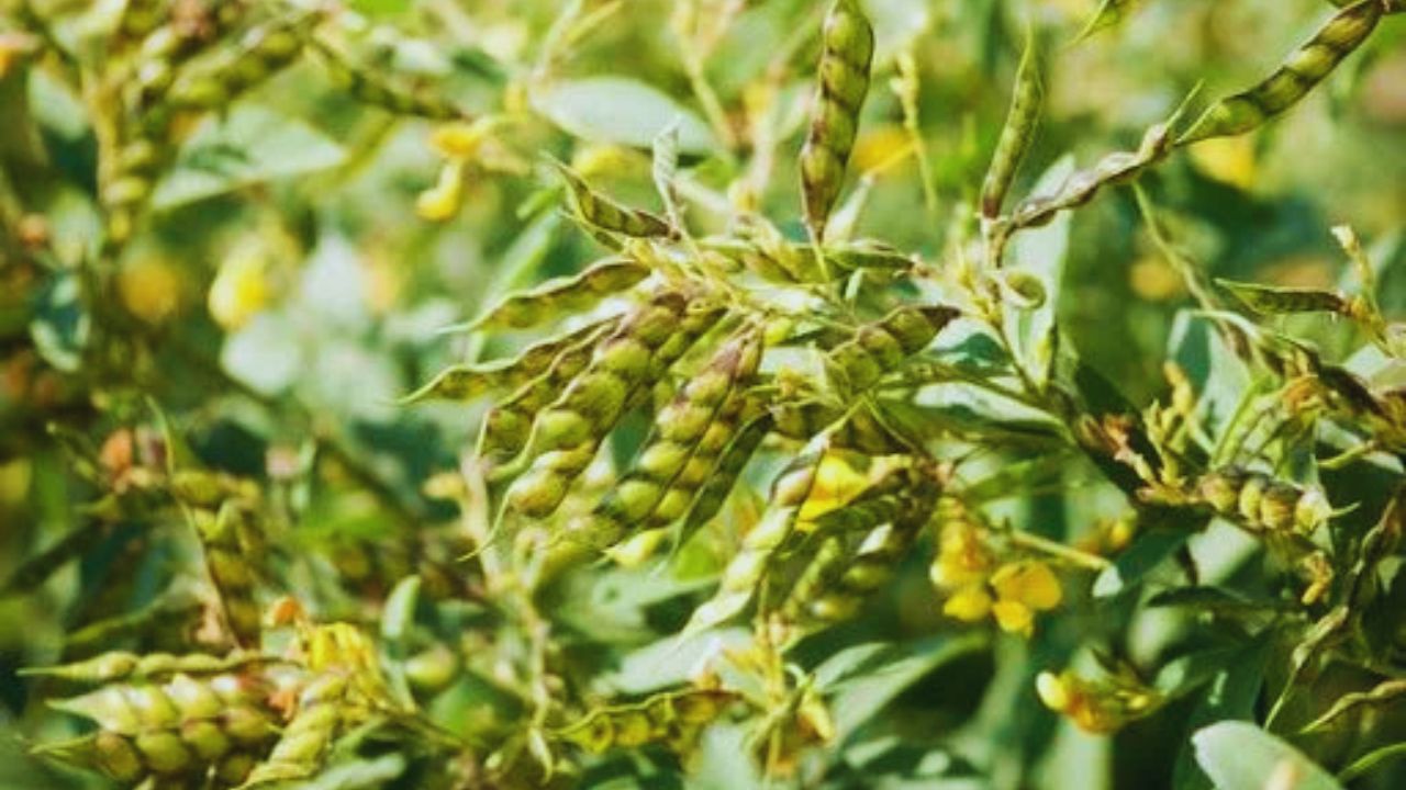 Arhar Ki Kheti: अरहर की फसल में फैल रहा खतरनाक फल भेदक कीट और विल्ट रोग! समय रहते करें ये उपाय