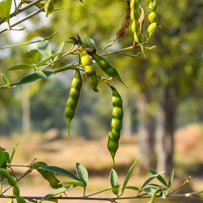diseases control in pigeon pea farming 