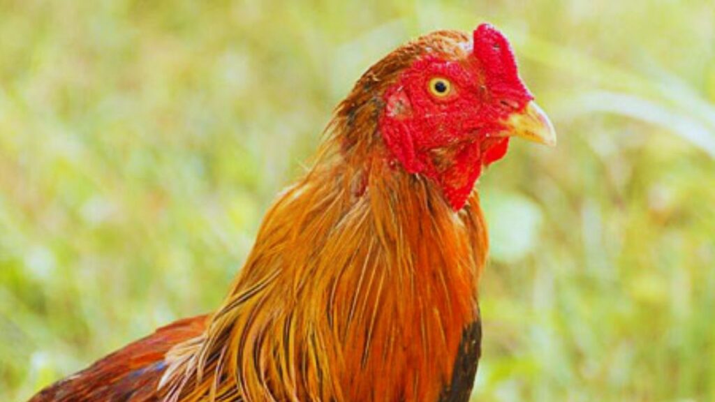 Poultry Farming: सिर्फ अंडों से हर महीने कमाएं लाखों! बस मुर्गी इस नस्ल की का करें पालन, जबरदस्त होगा प्रॉफिट