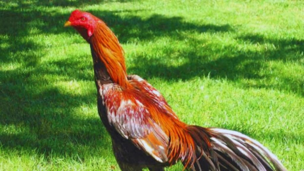 असील मुर्गी पालन का व्यवसाय किसानों और युवाओं के बीच तेजी से लोकप्रिय हो रहा है. कम निवेश से शुरू होने वाला यह कारोबार कुछ महीनों में हजारों और सही योजना के साथ सालों में लाखों रुपये की कमाई करवा सकता है. असील मुर्गी पालन का व्यवसाय किसानों और युवाओं के बीच तेजी से लोकप्रिय हो रहा है. कम निवेश से शुरू होने वाला यह कारोबार कुछ महीनों में हजारों और सही योजना के साथ सालों में लाखों रुपये की कमाई करवा सकता है.