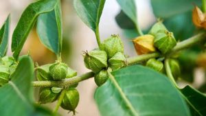 आपके गांव का पानी खारा है तो करें अश्वगंधा की खेती, होगी मोटी कमाई.. बस इन बातों का रखें खयाल