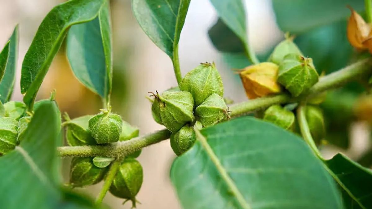 आपके गांव का पानी खारा है तो करें अश्वगंधा की खेती, होगी मोटी कमाई.. बस इन बातों का रखें खयाल
