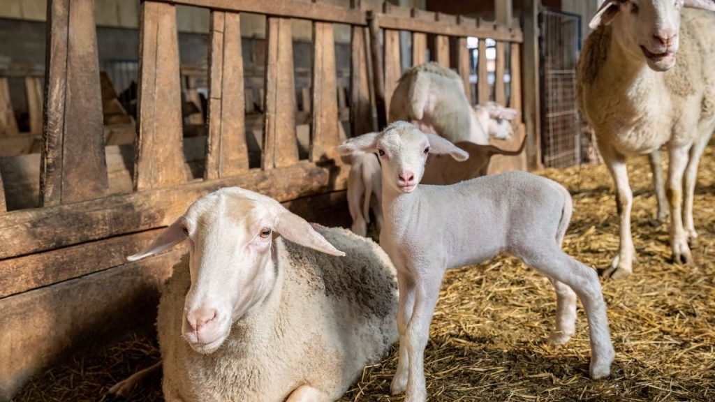 बकरियों को बीमारियों से बचाने के लिए समय पर टीकाकरण बेहद जरूरी है. साथ ही उनके रहने की जगह साफ-सुथरी रखने से उत्पादन बेहतर होता है और नुकसान से बचाव होता है. बकरियों को बीमारियों से बचाने के लिए समय पर टीकाकरण बेहद जरूरी है. साथ ही उनके रहने की जगह साफ-सुथरी रखने से उत्पादन बेहतर होता है और नुकसान से बचाव होता है.