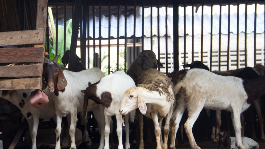 बकरी पालन से किसान सिर्फ मांस ही नहीं, बल्कि दूध बेचकर भी कमाई कर सकते हैं. स्वास्थ्य के प्रति बढ़ती जागरूकता के कारण बकरी के दूध की मांग भी तेजी से बढ़ रही है. बकरी पालन से किसान सिर्फ मांस ही नहीं, बल्कि दूध बेचकर भी कमाई कर सकते हैं. स्वास्थ्य के प्रति बढ़ती जागरूकता के कारण बकरी के दूध की मांग भी तेजी से बढ़ रही है.