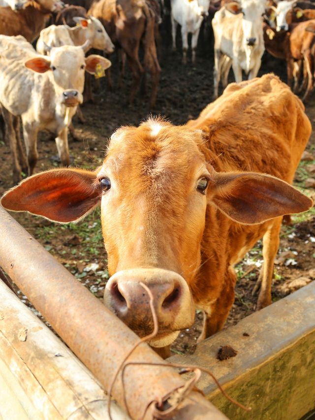 दूध की रानी हैं ये 3 गायें, कम खर्च में देती हैं भरपूर उत्पादन!