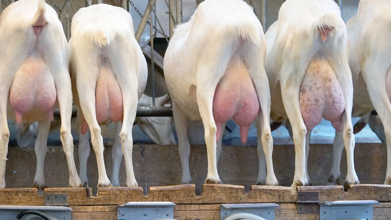 गाय जितना दूध देती हैं ये बकरियां, पालन करते ही दूर हो जाएगी पैसों की तंगी.. तेजी से बड़े होते हैं इनके बच्चे