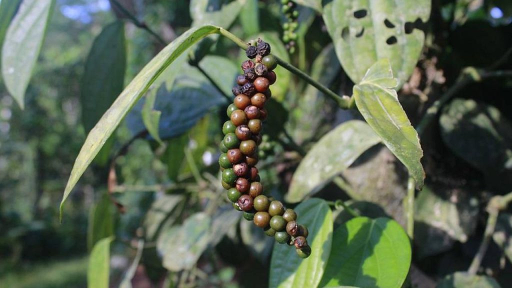 Black pepper: काली मिर्च का रंग गहरा लाल-काला होता है और इसका स्वाद स्मोकी होता है. इसे खासतौर पर तंदूरी डिश में इस्तेमाल किया जाता है, ताकि खाना हल्का तीखा और रंग में गहरा दिखाई दे. शेफ इसे इसलिए पसंद करते हैं क्योंकि यह स्वाद और प्रेजेंटेशन दोनों में बैलेंस लाती है.