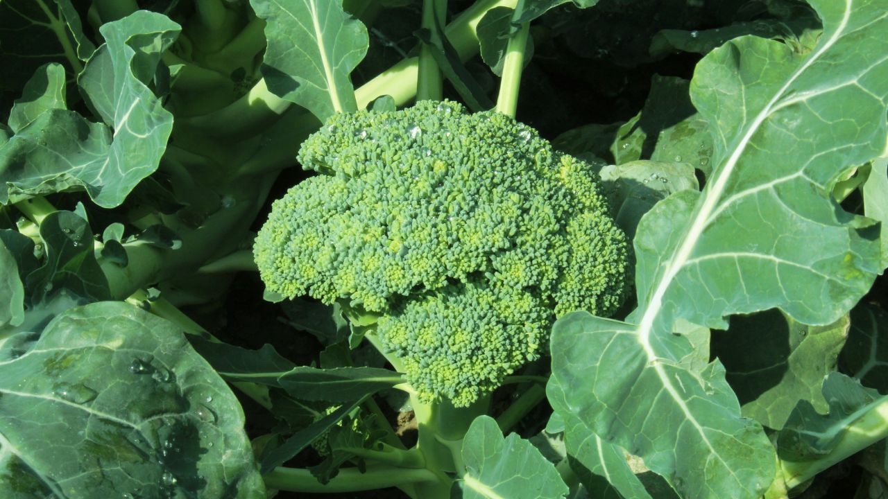 Hari Gobhi Ki Kheti Me Munafa Broccoli Farming Profit In India How To Grow Broccoli Crop Smart Farming