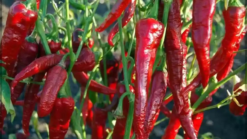 Byadagi chilli (कर्नाटक): ब्याडगी मिर्च गहरे लाल रंग और झुर्रीदार स्किन वाली होती है. यह दूसरी मिर्चों की तुलना में कम तीखी होती है, इसलिए इसे स्वाद बढ़ाने और रंग जोड़ने के लिए आदर्श माना जाता है. दक्षिण भारतीय व्यंजनों में इसका इस्तेमाल खासकर स्वाद और दिखावट को बैलेंस करने के लिए किया जाता है.