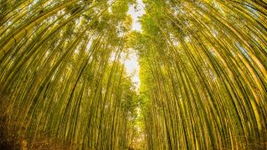 City Of Bamboo: बांस का शहर, जहां जंगल से लेकर घर तक बांस बनता है हर किसी की कमाई का रास्ता! City Of Bamboo: बांस का शहर, जहां जंगल से लेकर घर तक बांस बनता है हर किसी की कमाई का रास्ता!