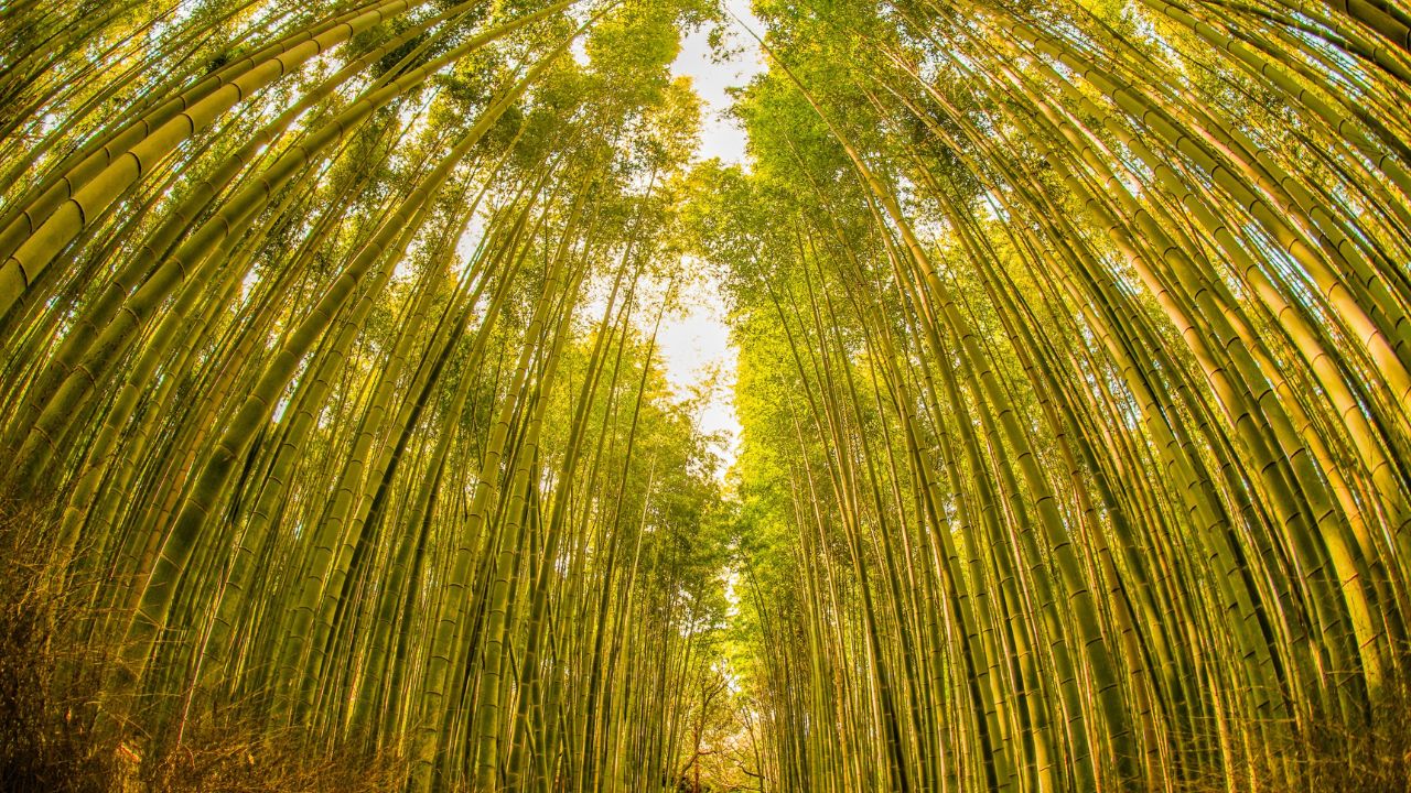 Bans Ka Shehar Banswara City Of Bamboo History Traditional Crafts Bamboo Importance In Daily Life