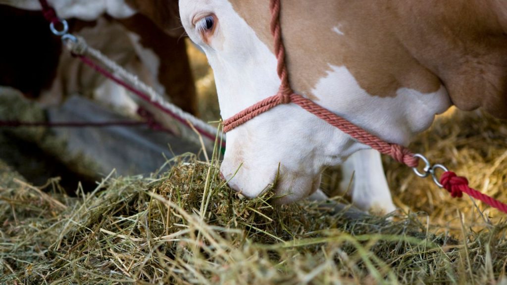गौपालन अस्थायी काम नहीं है. जितना ज्यादा समय आप गायों को देंगे, उतना ही बेहतर फायदा मिलेगा. रोजाना गाय की चाल, गोबर, भूख और व्यवहार पर नजर रखना छोटे नुकसान को बड़े घाटे बनने से रोकता है.