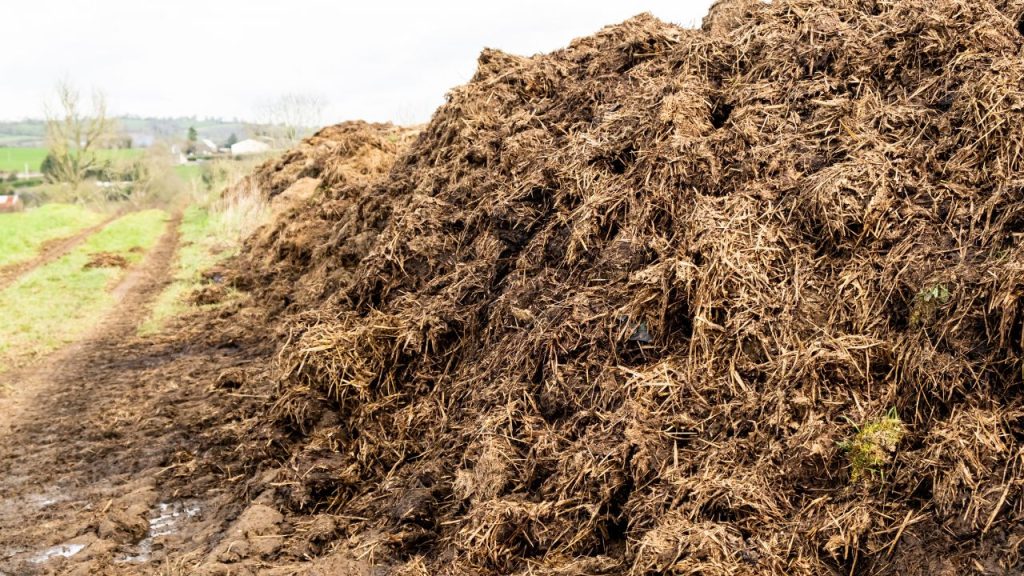 गोबर से बने इस रासायनिक खाद को 6 महीने तक सुरक्षित रखा जा सकता है. खेत या पेड़ों के पास डालते ही सिंचाई के बाद इसके सूक्ष्म जीव सक्रिय होकर तेजी से मिट्टी में मिल जाते हैं और फसल की वृद्धि को गति देते हैं.