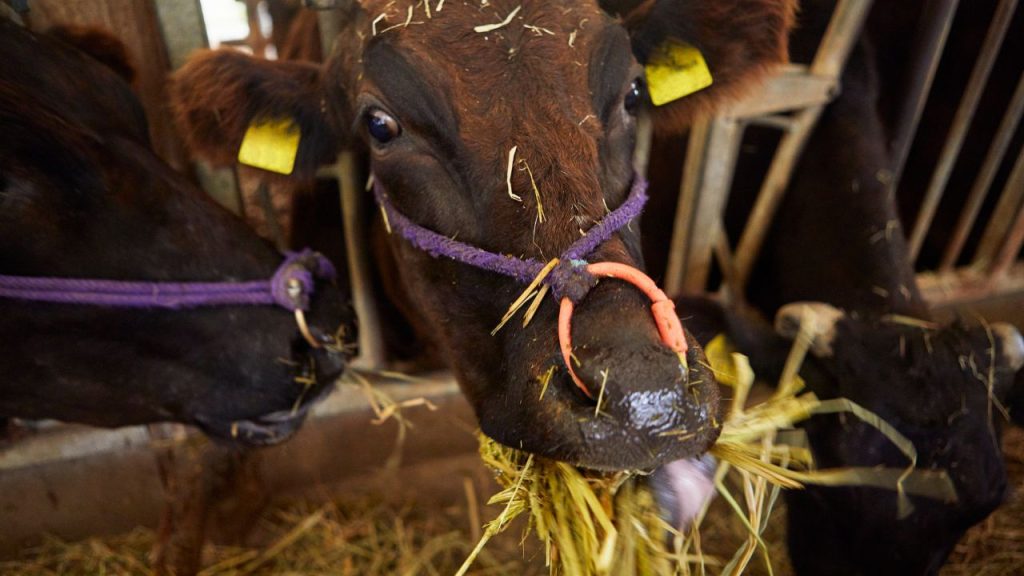 जब गाय को हरा चारा दिया जाए, तो उस समय पानी की मात्रा थोड़ी कम करनी चाहिए. ज्यादा पानी और ज्यादा हरा चारा मिलकर पेट की गड़बड़ी और दस्त की समस्या पैदा कर सकते हैं.