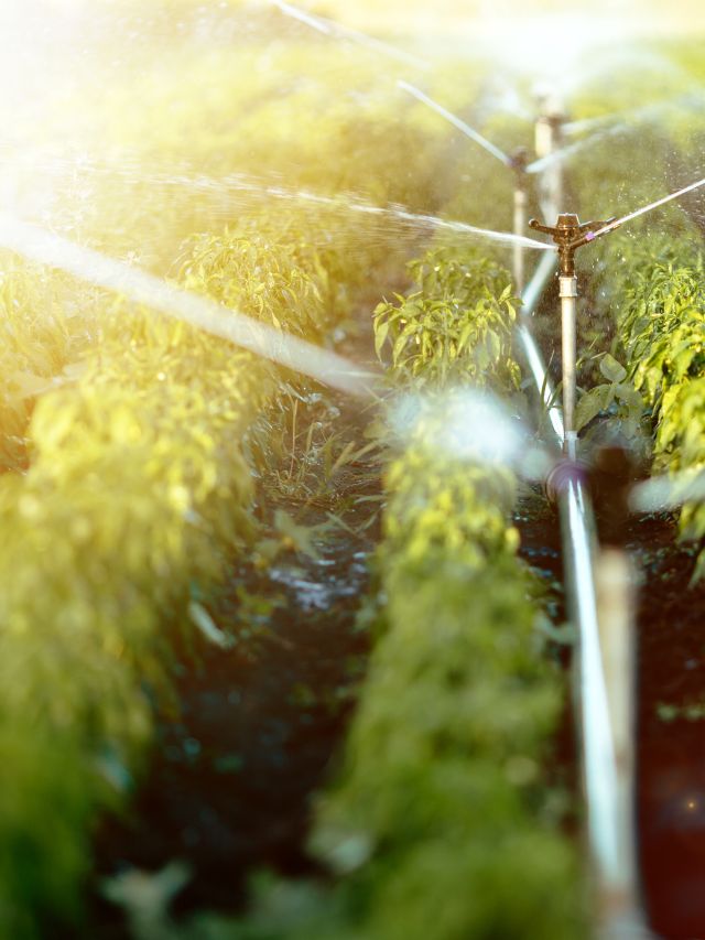 ठंड में फसल को पानी देने का सही समय क्या है, जानें