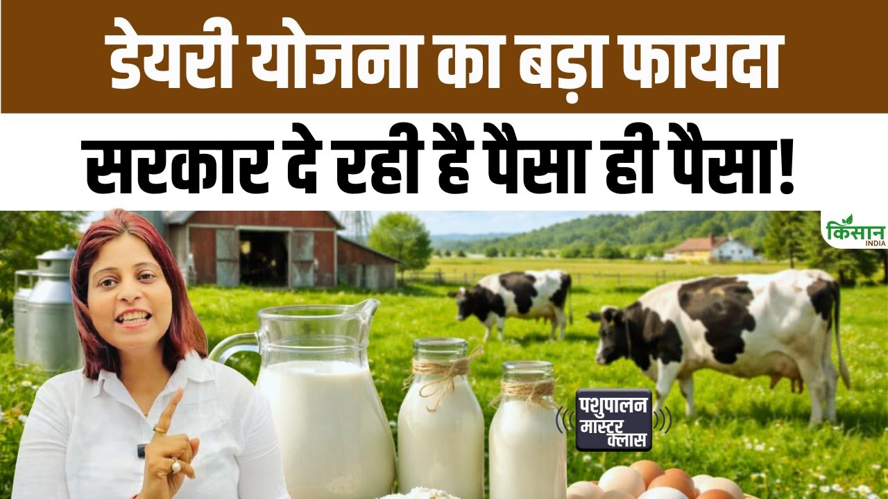 Dairy Udhyamita Vikas Yojana: सरकार दे रही है बंपर सब्सिडी. जानिए Dairy Farming का आसान तरीका