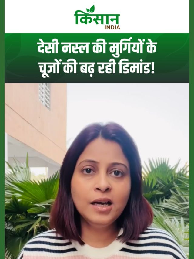 देसी नस्ल की मुर्गियों के चूजों की बढ़ रही डिमांड! इस तरह हो सकती है ज्यादा कमाई