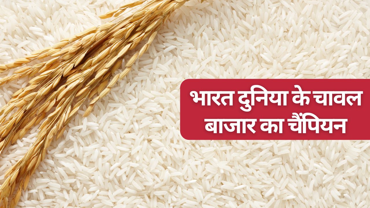 European Union Trade Deal Will Benefit Domestic Rice Farmers And Rice Exports May Exceed 30 Million Tons