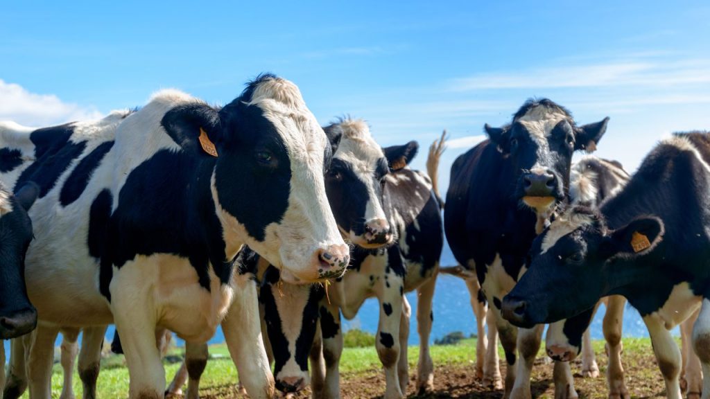 खुरपका और मुंहपका से बचाव का सबसे असरदार तरीका है नियमित टीकाकरण. पशुपालकों को साल में कम से कम दो बार अपने पशुओं का टीकाकरण अवश्य कराना चाहिए.