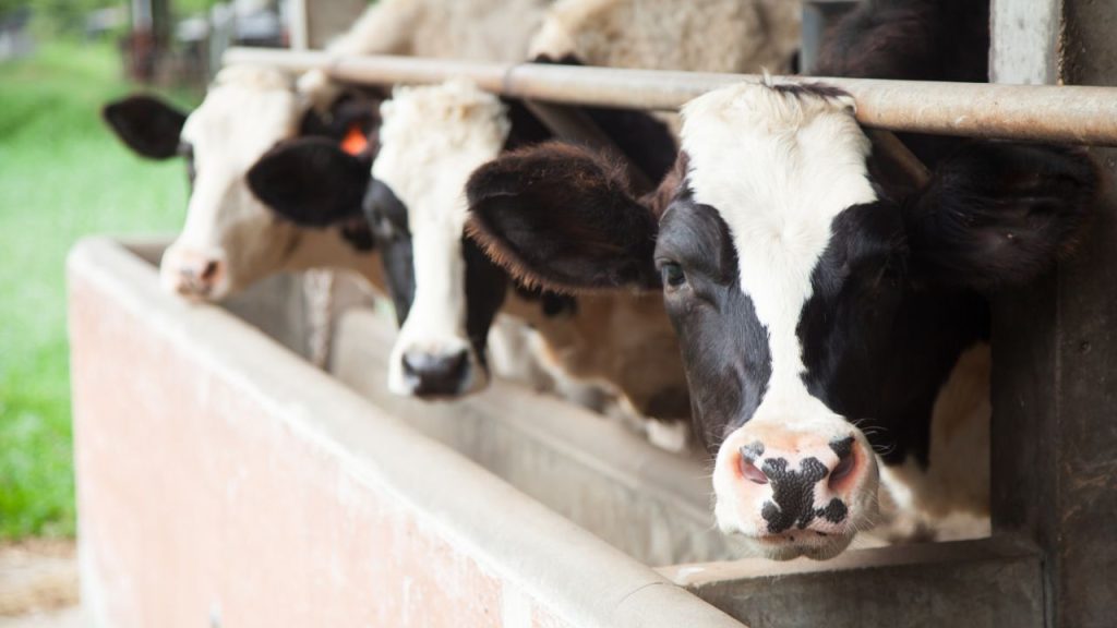 पशुओं के शेड, बार्डर और मुंह-खुर की नियमित सफाई बहुत जरूरी है. साफ-सुथरी जगह और साफ वातावरण में पशु बीमारियों से सुरक्षित रहते हैं और उनकी उत्पादन क्षमता बनी रहती है.