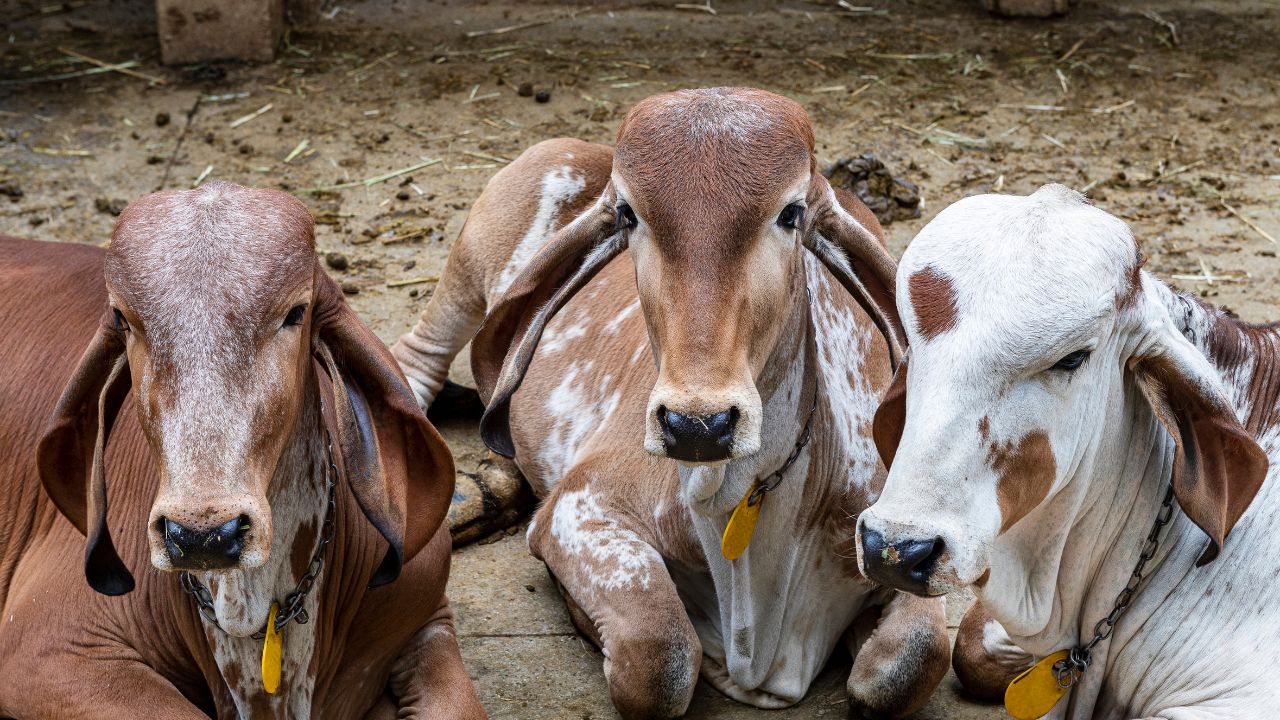 Dairy Farming Fmd Disease In Cattle Vaccination Prevention Tips For Livestock Pashu Me Khurpaka Muhpaka Ke Lakshan