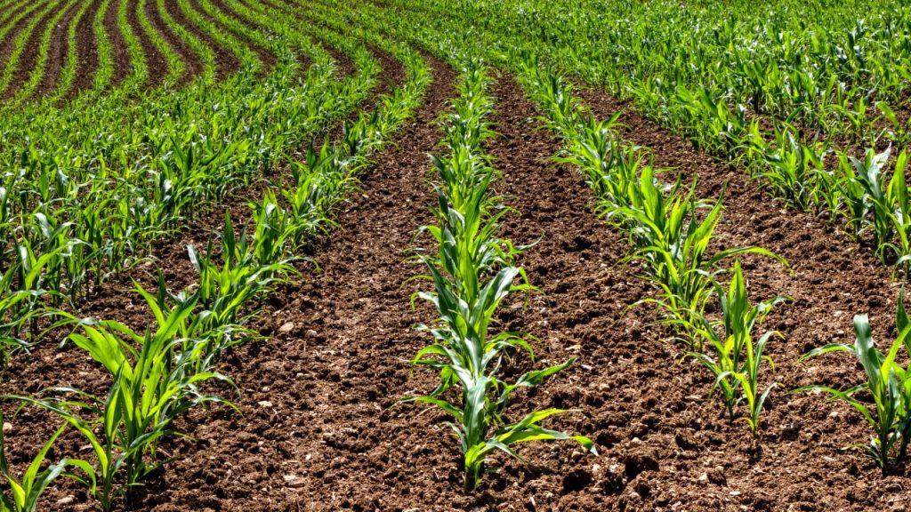  भूसा सिर्फ पशुओं के लिए ही नहीं, बल्कि पौधों के लिए भी फायदेमंद होता है. पौधों की जड़ों के आसपास भूसा या सूखी पत्तियां बिछाने से जमीन की गर्माहट बनी रहती है और कोहरे की ठंड सीधे जड़ों तक नहीं पहुंचती.