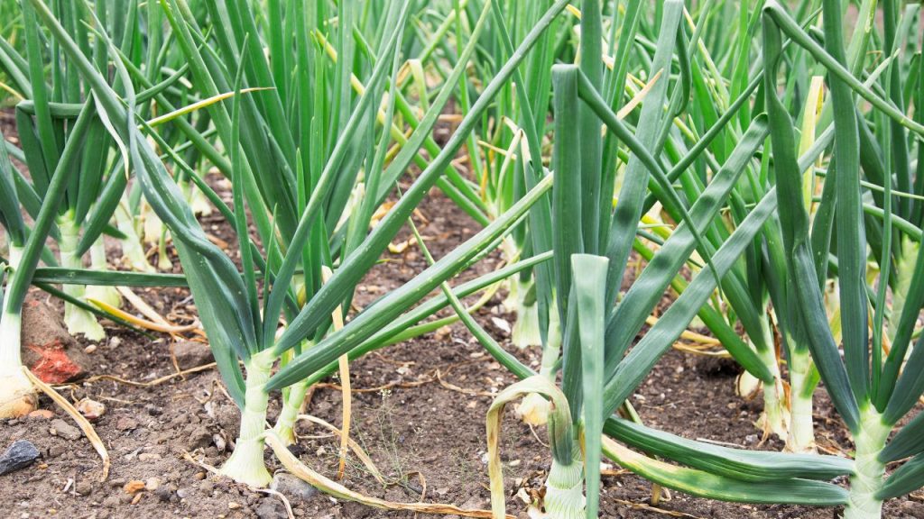 कीटनाशकों का संतुलित प्रयोग: एक ही वर्ग के कीटनाशकों का बार-बार इस्तेमाल न करें. इससे कीटों में प्रतिरोधक क्षमता नहीं बढ़ती और फसल को लंबे समय तक सुरक्षित रखा जा सकता है. हमेशा जरूरत के अनुसार और सही समय पर ही छिड़काव करें.