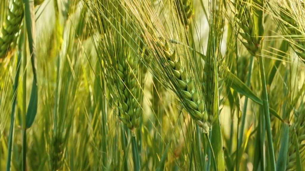 कृषि वैज्ञानिकों के अनुसार गेहूं में करनाल बंट रोग सबसे खतरनाक माना जाता है. इस रोग से दाने काले पड़ने लगते हैं और बालियां खराब होकर पाउडर जैसी हो जाती हैं, जिससे बाजार में गेहूं की कीमत भी गिर जाती है.