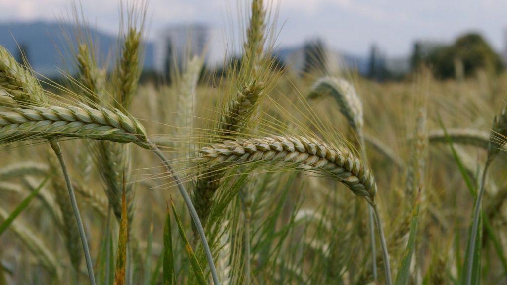 करनाल बंट एक बीज से फैलने वाला रोग है. अगर बुवाई से पहले बीज का उपचार न किया जाए, तो बीमारी खेत में तेजी से फैल सकती है. इसलिए बीज उपचार को कभी नजरअंदाज नहीं करना चाहिए.