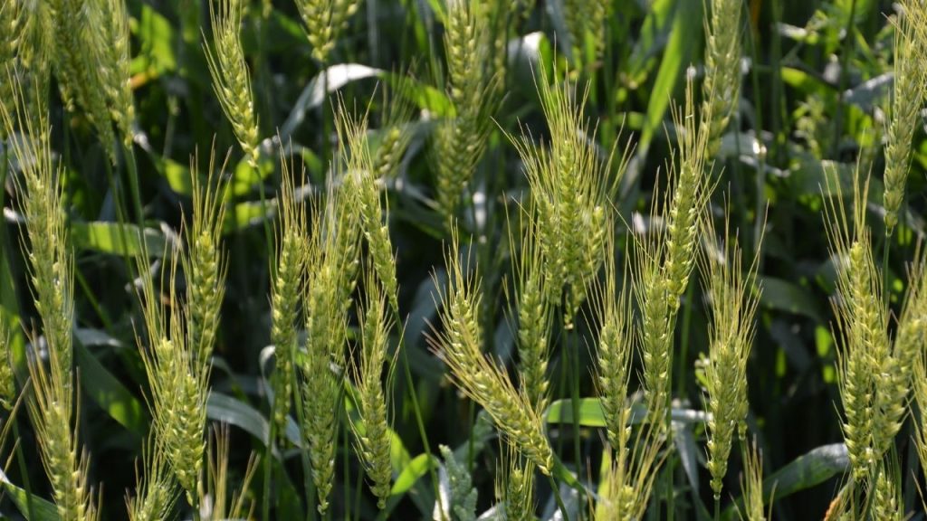 ऐसे में फसल को गर्मी के तनाव से बचाने के लिए किसानों को सिंचाई पर विशेष ध्यान देना चाहिए. हल्की नमी बनाए रखने के लिए शाम के समय हल्की सिंचाई करना फायदेमंद साबित होता है.