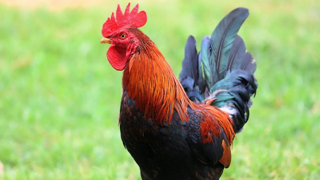 सिर्फ 100 वर्ग मीटर के क्षेत्र में 50 मुर्गियों से यह व्यवसाय शुरू किया जा सकता है. इससे छोटे फार्मर्स भी अपनी जमीन का सही उपयोग कर सकते हैं और गांव या शहर दोनों जगह इस मॉडल को सफलतापूर्वक लागू कर सकते हैं.