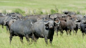 India Milk Production: भैंस नहीं तो दूध नहीं! देश की दूध जरूरत पूरी करने का बोझ संभाल रहीं भैंसें India Milk Production: भैंस नहीं तो दूध नहीं! देश की दूध जरूरत पूरी करने का बोझ संभाल रहीं भैंसें