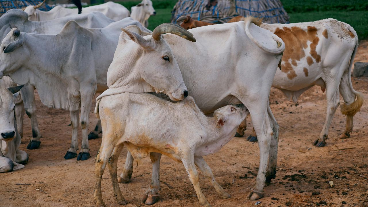 Calcium Deficiency Dairy Cows And Buffaloes Fatal How Prevent Milk Fever