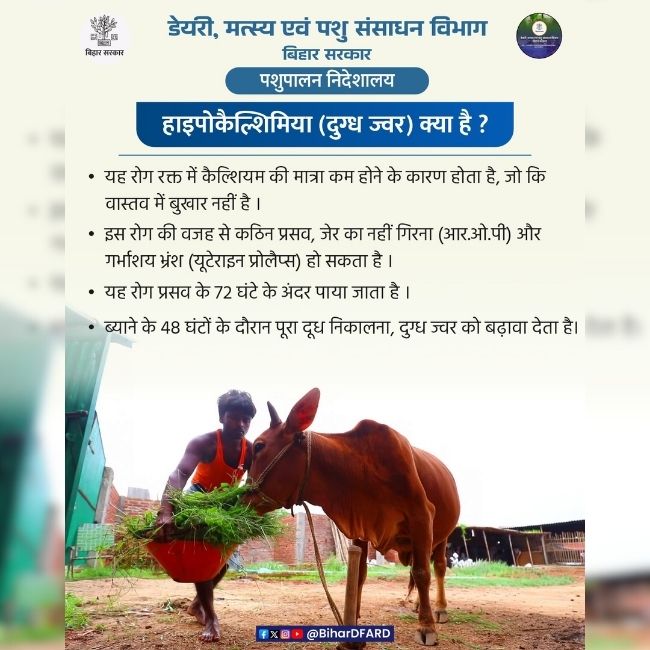 Hypocalcemia, Milk Fever, Dairy Farming, Animal Health, Livestock Care, Calcium Deficiency